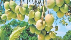 Catimon variety makes mango farmers happy 