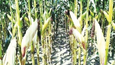 Rangpur farmers happy with bumper maize production 