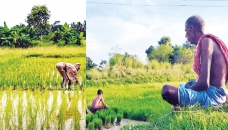 Jhenaidah farmers in distress 