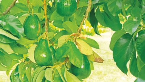 Madaripur Horticulture Centre successfully grows avocado 