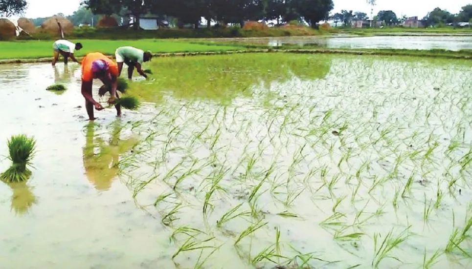 Rajshahi targets over 24 lakh tonnes of Aman rice production 