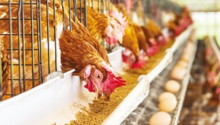 Poultry producers unveil 7 suggestions to avert crisis