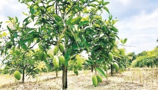 Mango production rises by 6 lakh tonnes in a decade in Rajshahi 