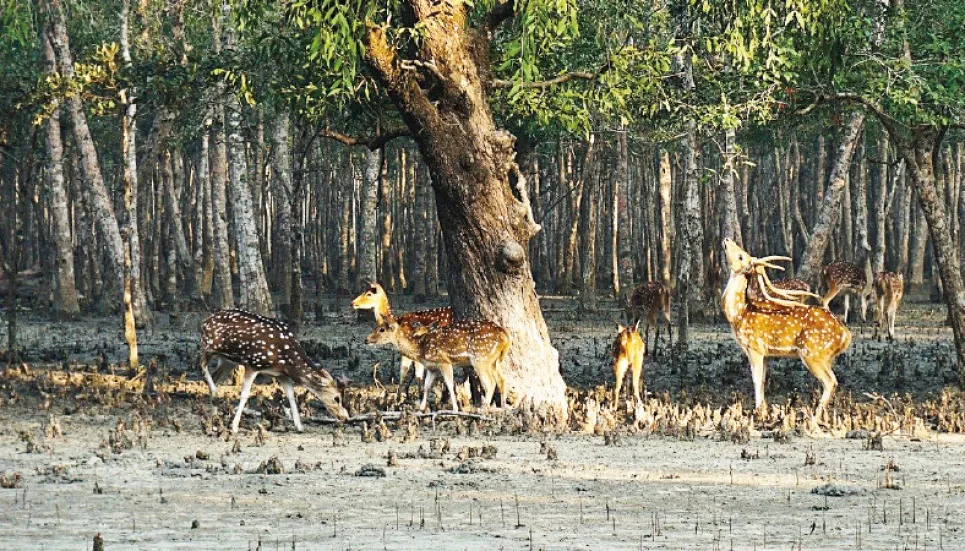 Bridge over Chukuri River soon to boost Sundarbans economy