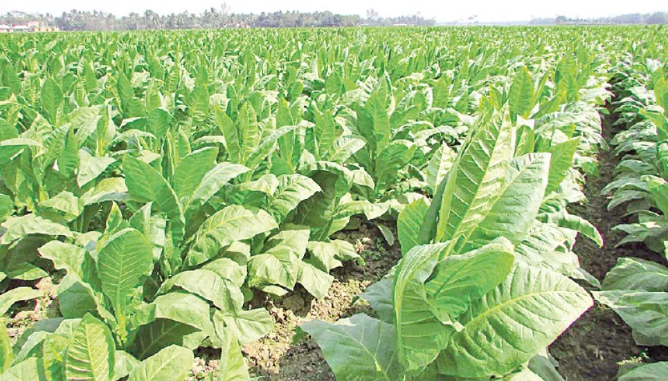 Study: Bangladesh lost Tk4,879cr in tobacco revenue in FY22 