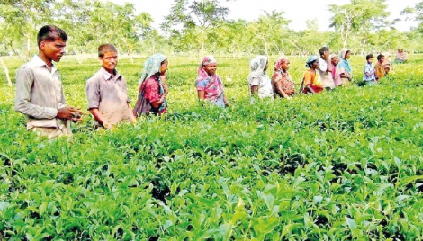 A brief profile of tea workers 