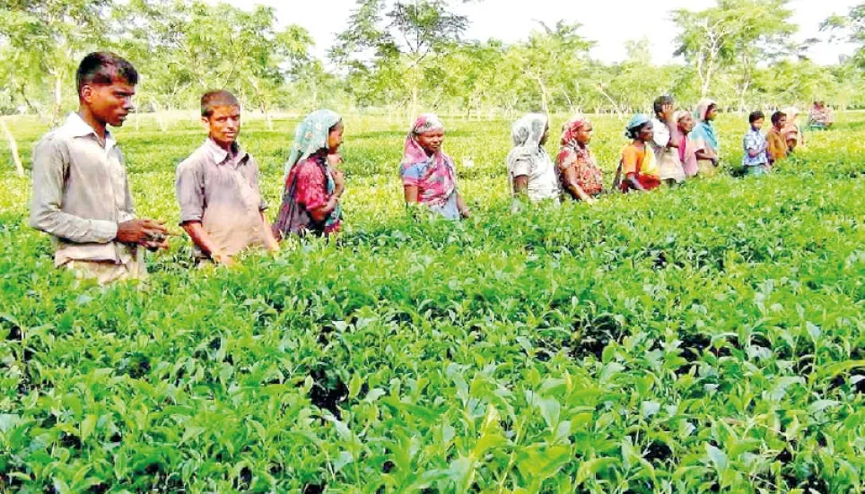 A brief profile of tea workers 