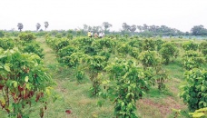 T-Aman cultivation progressing fast in Jamalpur 