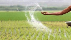 No urea shortage, claims industries minister 