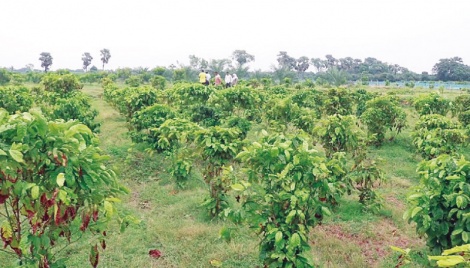 High-value crops farming becomes blessing for jobless youths 