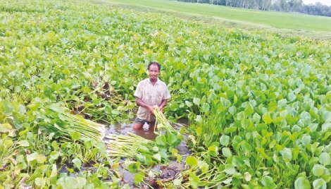 Water hyacinth demand increases as livestock feed 