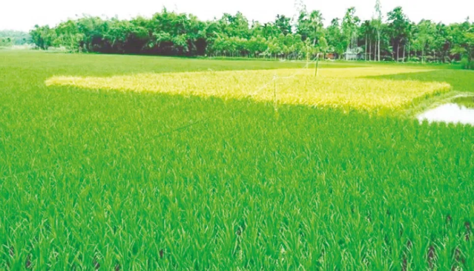 Khulna targets over 2 lakh tonnes Aman rice production 