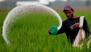 Balanced fertiliser to boost crop output by 14%: Experts