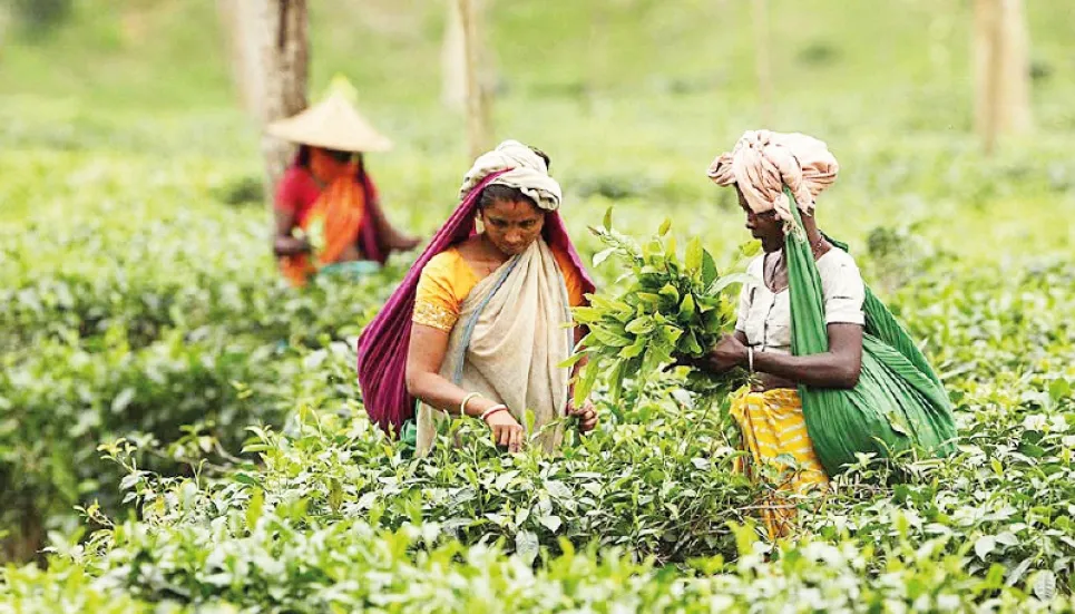 Intellectual struggle essential to secure tea workers' rights: Experts