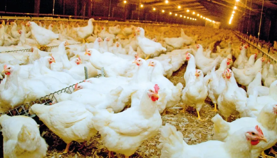 Poultry sector needs state patronisation 