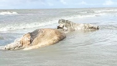 Baleen whale, dolphin carcass wash ashore on Kuakata beach 