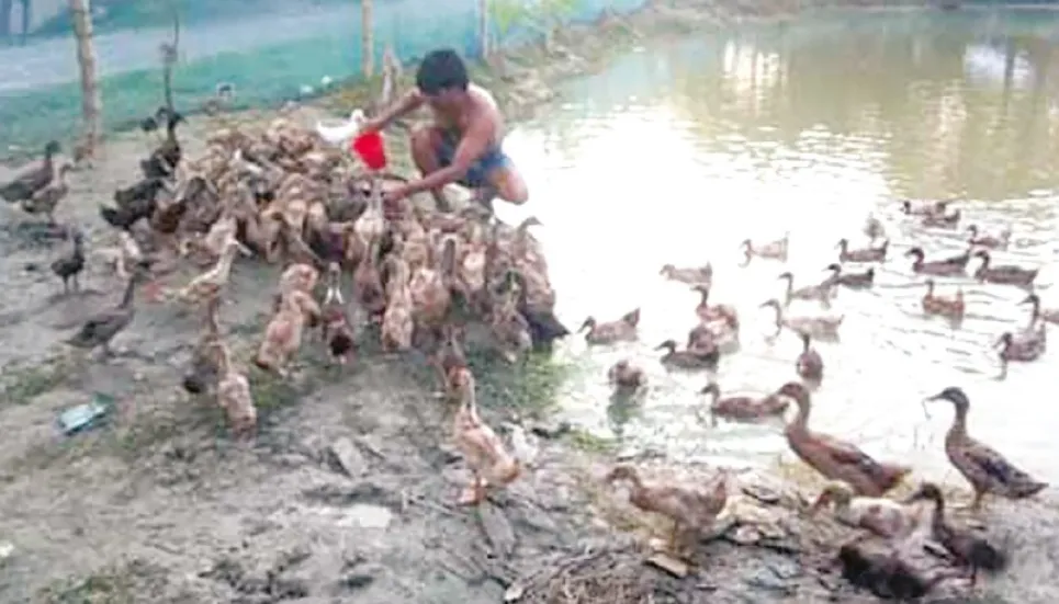 Duck rearing makes many self-reliant 