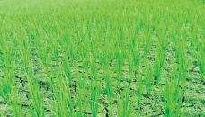 Drought may hamper Aman paddy cultivation in Khulna