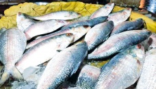 479 tonne hilsa exported to India through Benapole