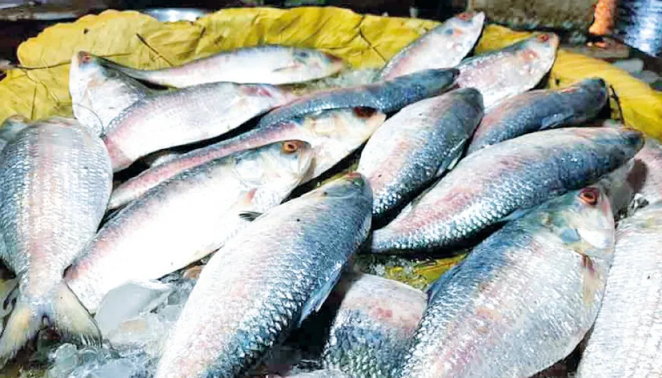 Bangladesh approves 3000 tonnes of hilsa export to India