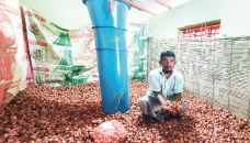 Faridpur onion farmers benefit from airflow machines in storage 