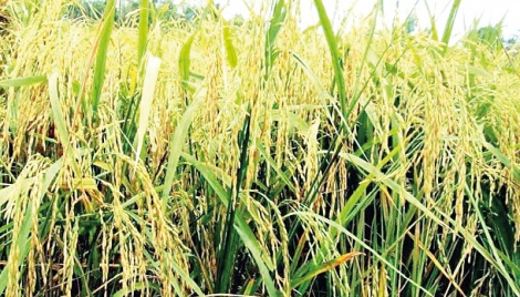 Govt fixes rice, paddy procurement price