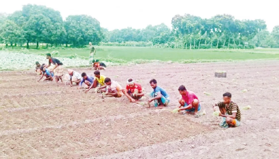 Prospect of summer onion production bright in Rajshahi 