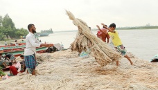 Millers in trouble as raw jute production dips, exports soar 