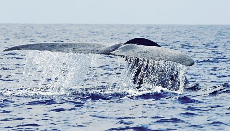 Shipping giant changes routes to save Sri Lanka blue whales