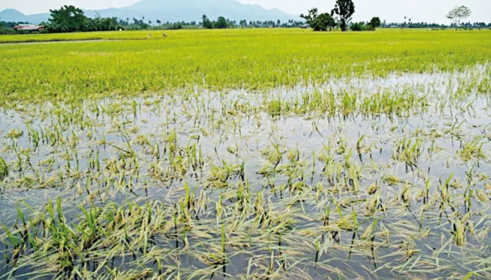 Crops on 750 hectares inundated in Bagerhat 