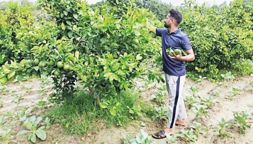 Fruit-vegetable mixed farming boosts Rajshahi’s economic prospect 