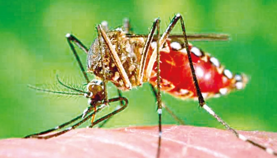Two more dengue patients die in 24hrs 