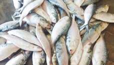 Soaring prices keep hilsa out of Khulna kitchens 