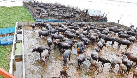 A safe haven for buffaloes 