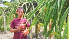 Bagerhat fruit growers eyes foreign markets 