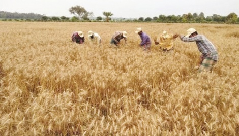 Organic manure : A boon for Rajshahi farmers 