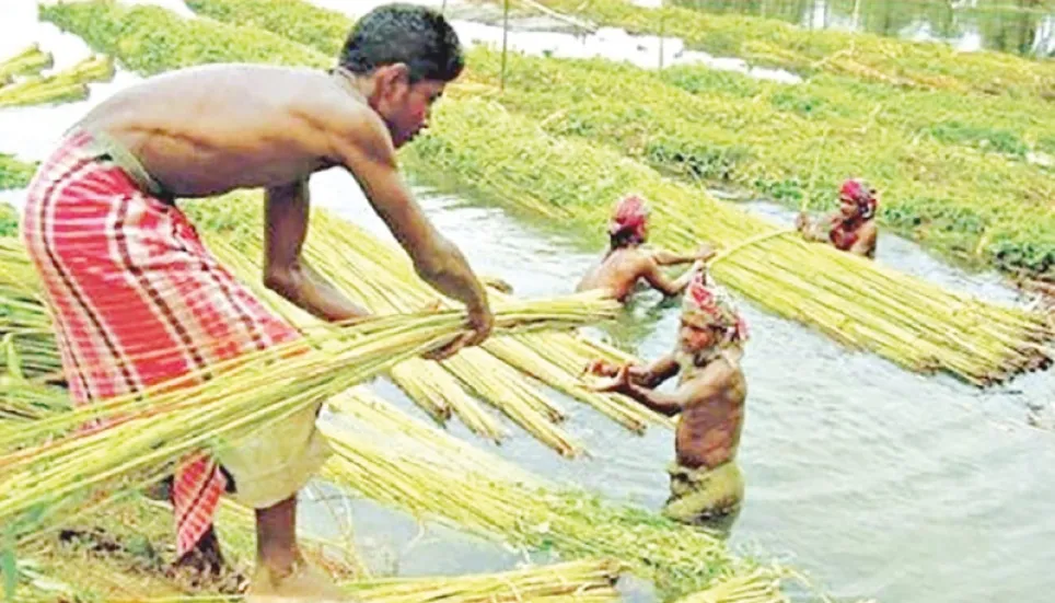 Jute cultivation exceeds target in Tangail 