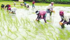 Barishal fails to reach aman paddy cultivation target 