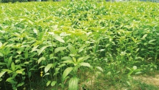 Over 3 lakh bale jute produced in Jamalpur 
