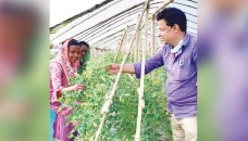 Summer tomato farming benefits Rajshahi farmers 