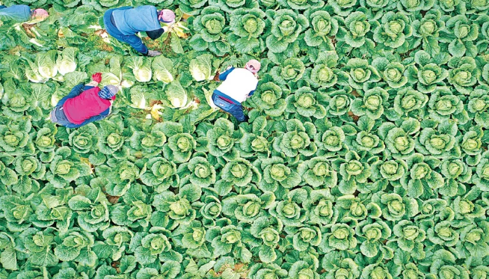 To tackle a kimchi crisis, South Korea banks on massive cabbage