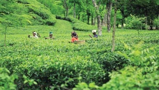 Tea garden owners refusing to pay now