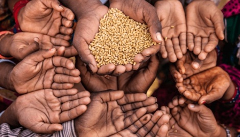 Global food crisis demands support for people, open trade, bigger local harvests