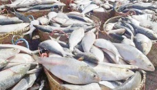 22-day ban on hilsa catching begins tomorrow 