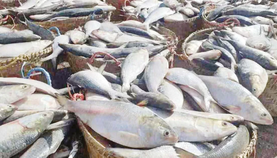 22-day ban on hilsa catching begins tomorrow 