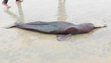 Dolphin found dead on Kuakata beach again 