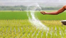 Govt to procure 1 lakh tonnes fertiliser 