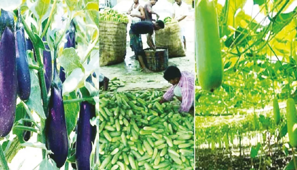 Vegetable Farming Becomes Lucrative For Rangpur Farmers The Business Post 6505
