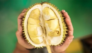 Devoted durian connoisseurs