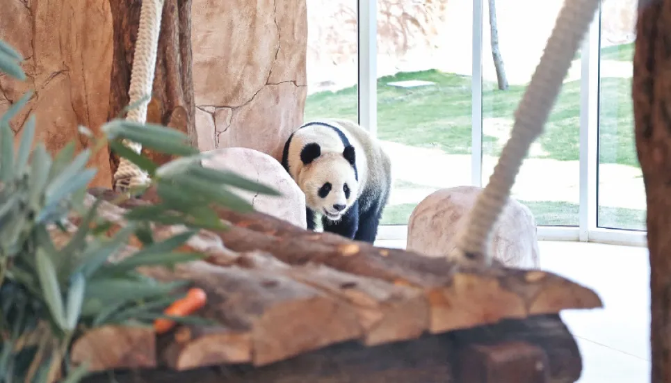 Qatar gets Middle East’s first pandas 